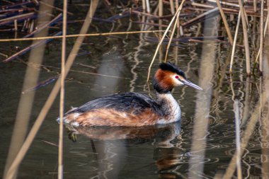 Dişi ibikli yunus (Podiceps kristali) su kuşu ilkbaharın başlarında sazlıklar arasında yuvalanır