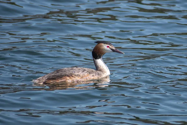 Hermosa Gran Cresta Grebe Podiceps Cristatus Pesca Aves Acuáticas Principios —  Fotos de Stock