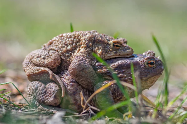 Europaean Common Frogs Rana Temporaria Mating Making Love Early Spring — Stock Photo, Image