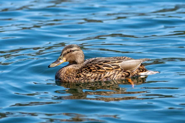 Hermosa Mujer Ánade Real Nadando Sola Lago Cerca — Foto de Stock