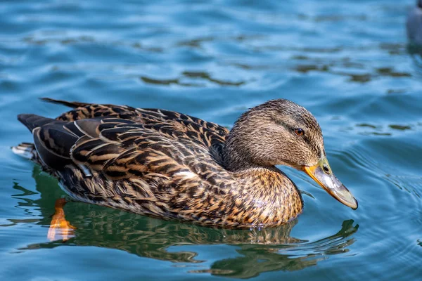 Hermosa Mujer Ánade Real Nadando Sola Lago Cerca — Foto de Stock