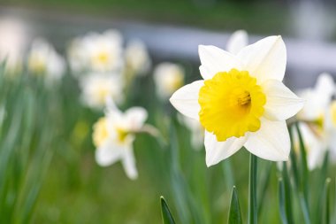 Muhteşem sarı ve beyaz nergis çiçeği, narsis, bahar daimi çiçeği ve bir tarlada, parkta ya da bahçede yeşil çimenler arasında bitkiler, yakın.