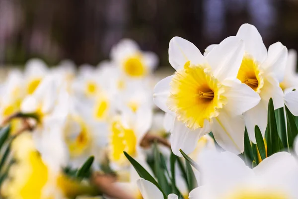 Muhteşem Sarı Beyaz Nergis Çiçeği Narsis Bahar Daimi Çiçeği Bir — Stok fotoğraf