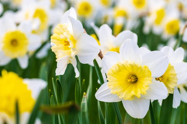 Muhteşem Sarı Beyaz Nergis Çiçeği Narsis Bahar Daimi Çiçeği Bir — Stok fotoğraf