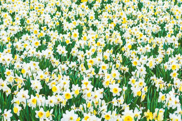 Harika Sarı Beyaz Nergis Çiçeği Tarlası Narsis Bahar Bitkisi Yeşil — Stok fotoğraf