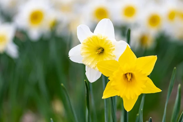 Bir Çift Harika Sarı Beyaz Nergis Çiçekleri Narsisler Bahar Bitkileri — Stok fotoğraf