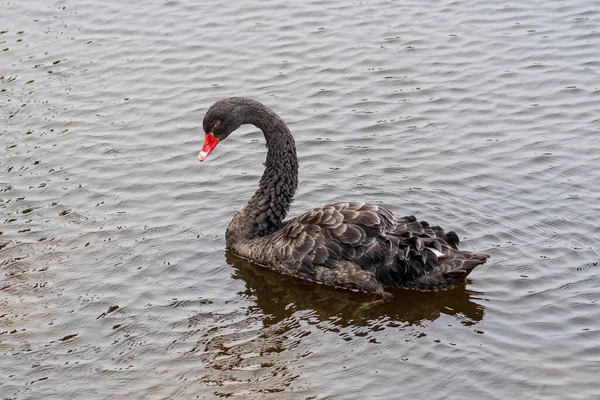 Seltener Schwarzer Schwan Schwimmt Einem Schmutzigen See Oder Teich Nahaufnahme — Stockfoto
