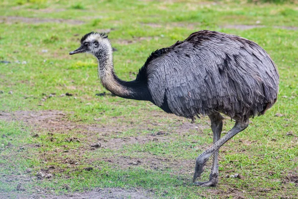 Greater Rhea Species Flightless Bird Native Eastern South America Other — Stock Photo, Image