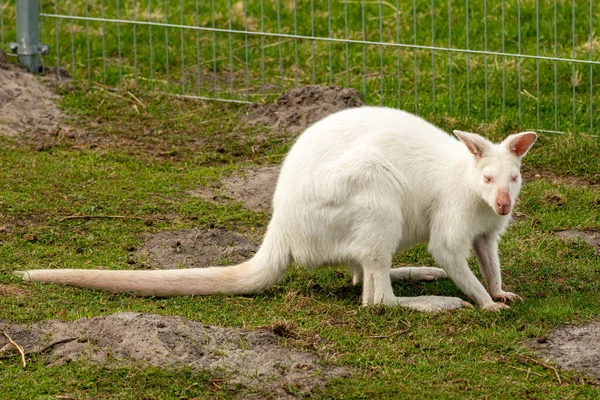Extrêmement Beau Kangourou Albinos Blanc Rare Gros Plan — Photo