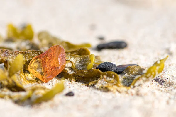 Prachtig Stukje Amber Tussen Het Zeewier Algen Het Zand Een — Stockfoto