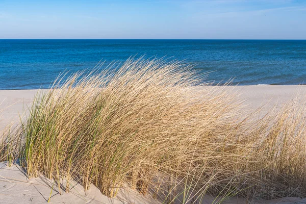 Krásné Klidné Modré Moře Vlnami Písečná Pláž Rákosím Suchá Tráva — Stock fotografie