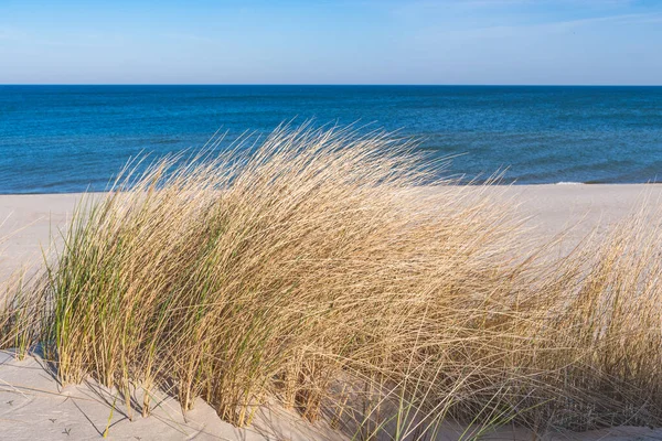 Beautiful calm blue sea with waves and sandy beach with reeds and dry grass among the dunes, travel in summer and holidays concept, footsteps on the sand