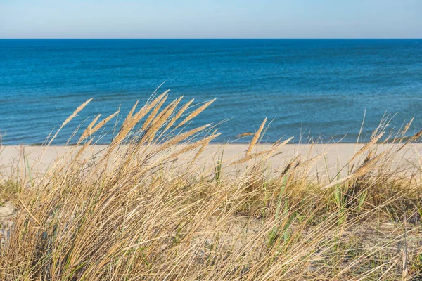 Krásné Klidné Modré Moře Vlnami Písečná Pláž Rákosím Suchá Tráva — Stock fotografie