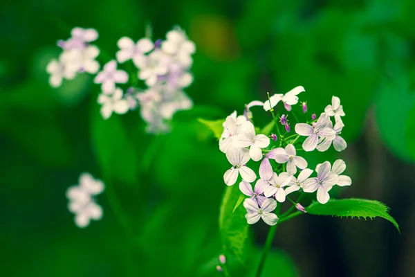 Beautiful Lunaria Rediviva Perennial Honesty Species Flowering Plant Cabbage Family — Stock Photo, Image