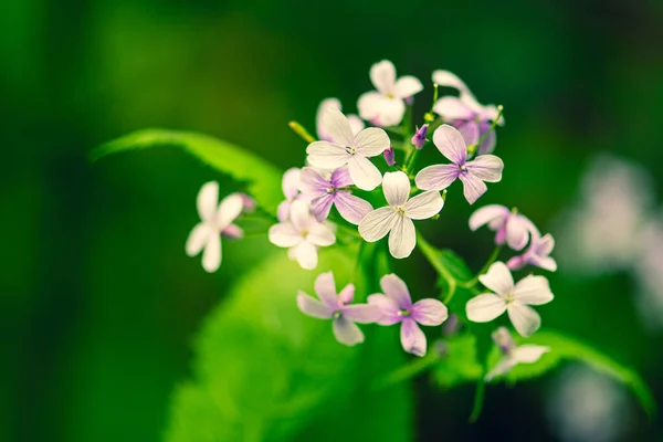 Beautiful Lunaria Rediviva Perennial Honesty Species Flowering Plant Cabbage Family — Stock Photo, Image