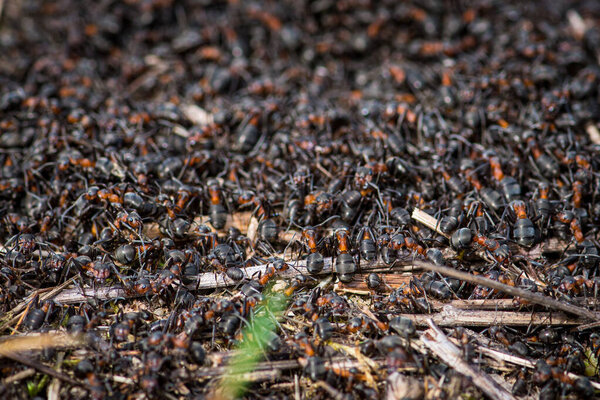 Big anthill and nest of formica rufa, also known as the red wood ant, southern wood ant, or horse ant, close up