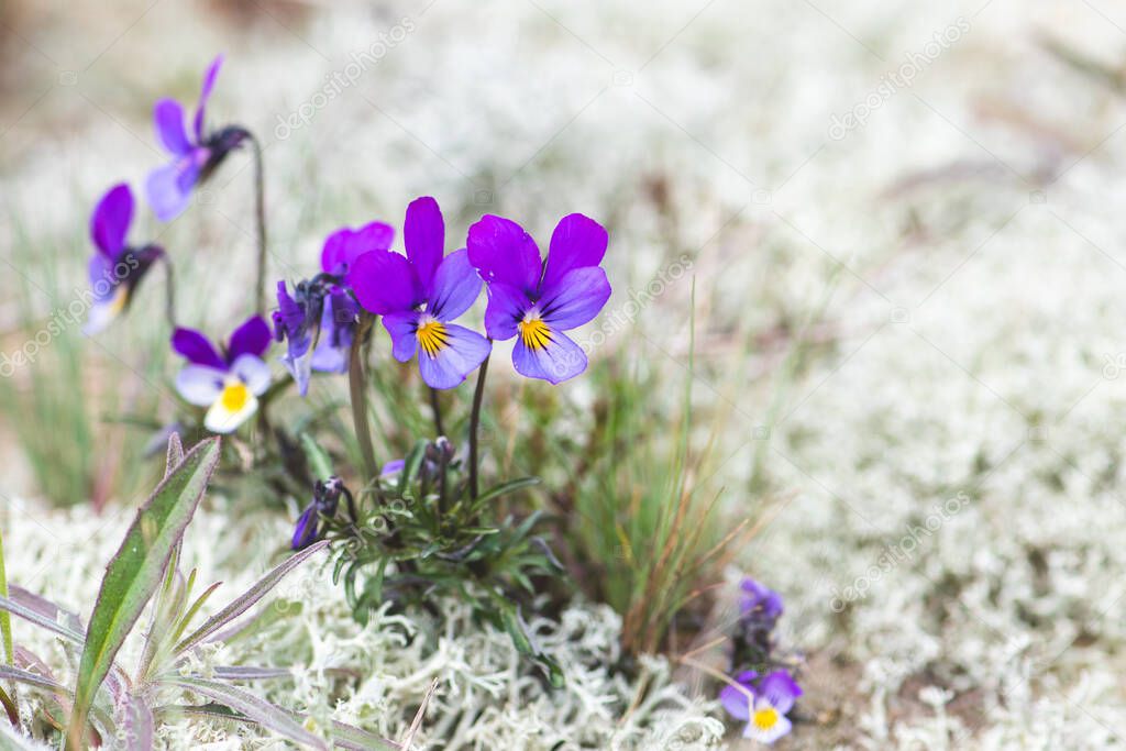 Flowers of Viola tricolor among white moss in the sand, close up. Wild pansy, Johnny Jump up, heartsease, heart's ease, heart's delight, European wild flower