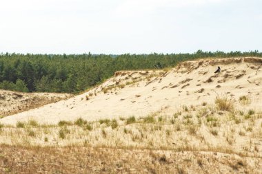 Nida, Klaipeda, Litvanya ve Avrupa 'daki kum tepelerinin panoramik görüntüsü. Curonian Tükürüğü ve Curonian Gölü. Baltık Denizi 'ndeki Baltık Kumulları. Unesco mirası
