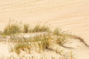 Sazlı kum tepeleri ya da kuru otlar