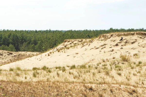 Nida, Klaipeda, Litvanya ve Avrupa 'daki kum tepelerinin panoramik görüntüsü. Curonian Tükürüğü ve Curonian Gölü. Baltık Denizi 'ndeki Baltık Kumulları. Unesco mirası