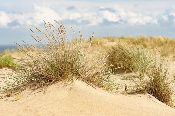 Dalgaları ve kumlu kumlu kumlu güzel sakin deniz, kumullar arasında kuru çimenler yaz ve tatil konsepti, deniz manzarası.