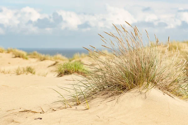Dalgaları ve kumlu kumlu kumlu güzel sakin deniz, kumullar arasında kuru çimenler yaz ve tatil konsepti, deniz manzarası.