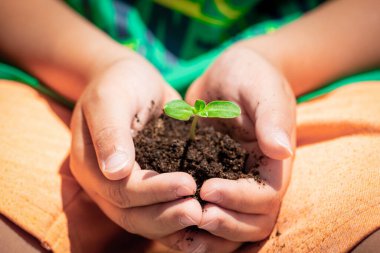 Küçük çocuk elleri, ekmeden önce toprağı olan genç bitkiyi tutuyor, güneş ışığı toprağı günü, gezegeni kurtarıyor, yeşil ekonomi kavramını, kapatıyoruz.