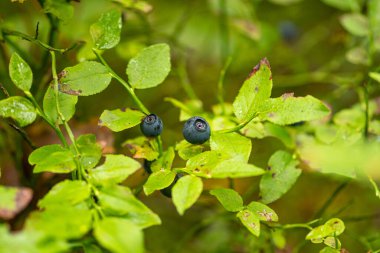 Taze organik, olgun yaban mersinleri çalılıklarda, yazları ormanda yeşil yapraklarla kapanıyor.