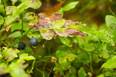Taze organik, olgun yaban mersinleri çalılıklarda, yazları ormanda yeşil yapraklarla kapanıyor.