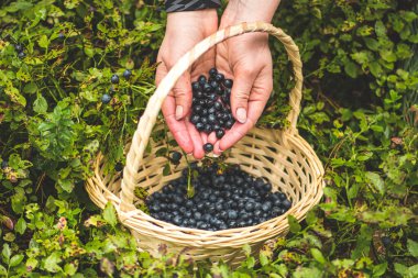 Taze organik böğürtlen toplayan bir kız elleri ve yazın ormanda hasır sepet topluyor.