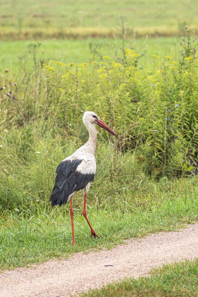 Lost dirty stork walking and searching for food on the road in the countryside, vertical