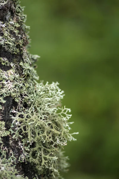 Schöne Vielfalt Von Üppigem Moos Und Flechten Stamm Eines Baumes — Stockfoto