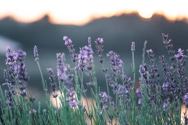 Soft Focus Flowers Beautiful Lavender Flowers Blooming Inspirational Nature Background — Stock Photo, Image