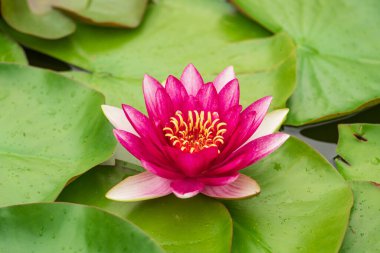 Güzel nilüfer çiçeği, pembe nemfoman alba ya da nilüfer çiçeği sarı polenli yeşil yaprakların arasında ve gölette yağmur damlaları