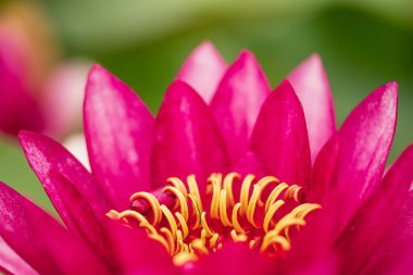 Güzel nilüfer çiçeği, pembe nemfoman alba ya da yeşil yaprakların arasında sarı polen ve yağmur damlaları arasında zambak, makro