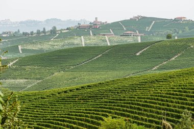 Üzüm bağlarında yeşil yapraklı siyah nebbiolo üzümleri sıraları, Piemonte, Langhe şarap bölgesi ve Unesco mirası, İtalya, Eylül ayında hasat zamanından önce