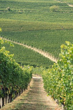 Üzüm bağlarında yeşil yapraklı siyah nebbiolo üzümleri sıraları, Piemonte, Langhe şarap bölgesi ve Unesco mirası, İtalya, Eylül ayında hasat zamanından önce