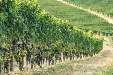 Üzüm bağlarında yeşil yapraklı siyah nebbiolo üzümleri sıraları, Piemonte, Langhe şarap bölgesi ve Unesco mirası, İtalya, Eylül ayında hasat zamanından önce