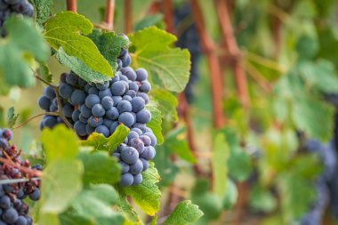 Barolo, Piemonte, Langhe şarap bölgesi ve Unesco mirası bağlarında yeşil yapraklı güzel siyah nebbiolo üzümleri, eylülde hasattan önce,