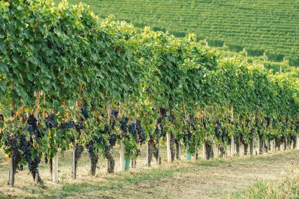 Wijnstokken Van Zwarte Nebbiolo Druiven Met Groene Bladeren Wijngaarden Piemonte — Stockfoto