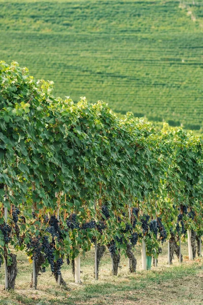 Wijnstokken Van Zwarte Nebbiolo Druiven Met Groene Bladeren Wijngaarden Piemonte — Stockfoto