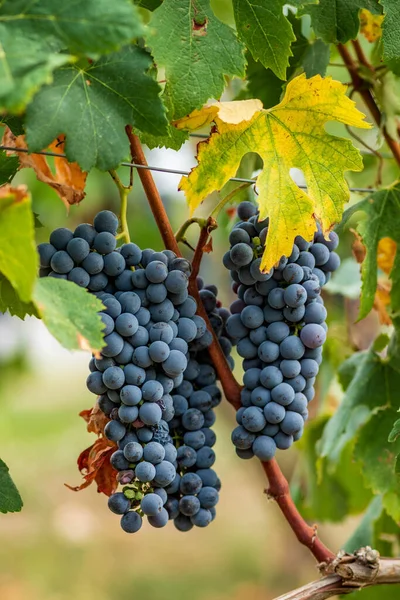 Krásná Parta Černých Nebbiolových Hroznů Zelenými Listy Vinicích Barolo Piemonte — Stock fotografie