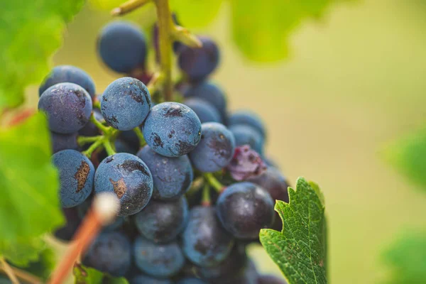 Krásná Parta Černých Nebbiolových Hroznů Zelenými Listy Vinicích Barolo Piemonte — Stock fotografie