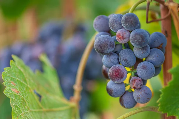 Mooie Bos Van Zwarte Nebbiolo Druiven Met Groene Bladeren Wijngaarden — Stockfoto