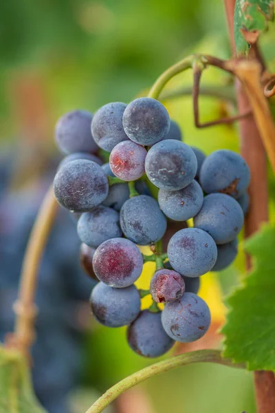 Όμορφη Δέσμη Των Μαύρων Nebbiolo Σταφύλια Πράσινα Φύλλα Στους Αμπελώνες — Φωτογραφία Αρχείου