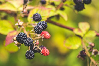 Kırsalda olgunlaşan ve olgunlaşmamış yabani böğürtlenler, kapayın.