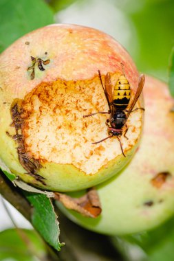 Dev Avrupa eşek arısı ya da Vespa yengeci ağaçtan sarkan elmayı yiyor, dikey