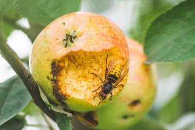 Dev Avrupa eşek arısı ya da Vespa yengeci ağaçtan sarkan elmayı yiyor.