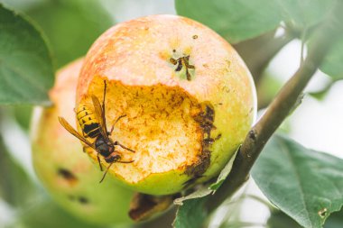 Dev Avrupa eşek arısı ya da Vespa yengeci ağaçtan sarkan elmayı yiyor.