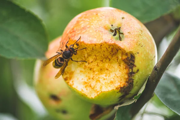 Dev Avrupa eşek arısı ya da Vespa yengeci ağaçtan sarkan elmayı yiyor.
